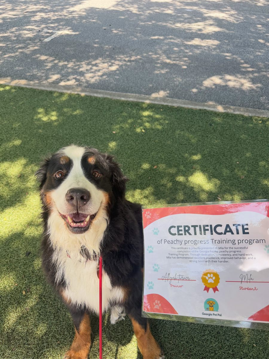 Dog Training
