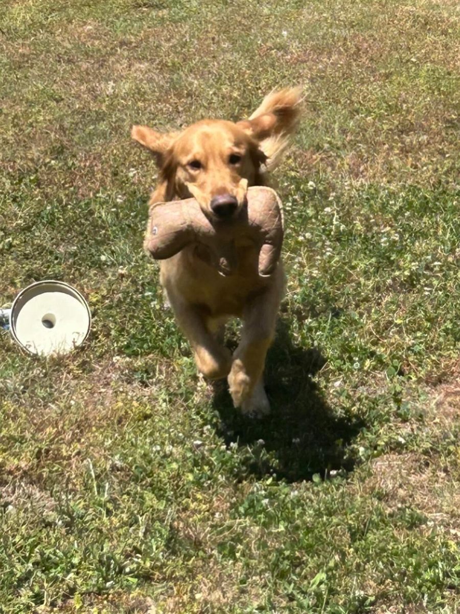 A dog on a walk with Georgia Pet Pal